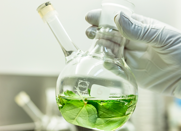 Using green chemistry to produce taxol