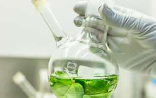 Using green chemistry to produce taxol