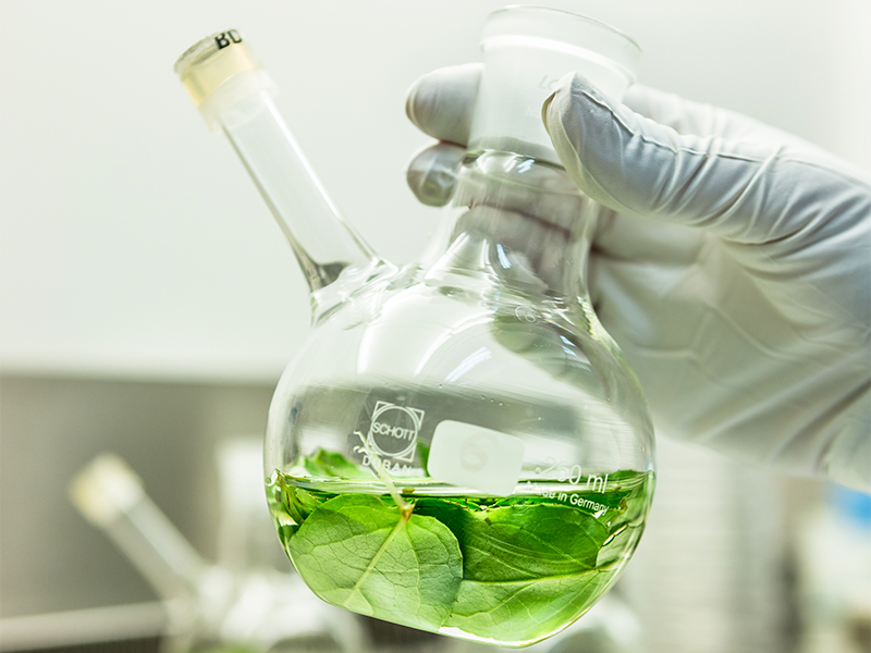 Using green chemistry to produce taxol